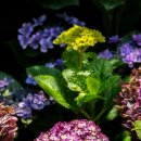 제주블랑 이미지