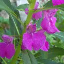 봉숭아손톱 이미지