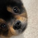 퍼피앤커피 이미지