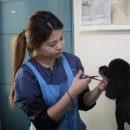 킴스애견미용 이미지