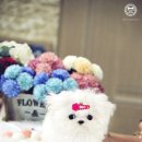 정퍼피클럽 | 말티즈분양 베이비 솜사탕♡