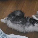 애니웰 동물병원 이미지