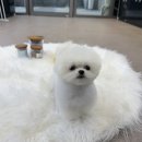 내사랑 강아지 이미지