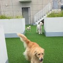 큰댕댕 개치원 이미지