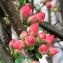 한장미아파트 이미지