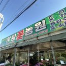 혜정농원영농조합법인 | 식린이 식쇼핑 일기 | 석대화훼단지 올리브나무 &amp; 두구동 화분 매장 추천••🍀