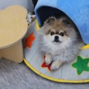 나나까까 이미지