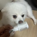 무뭉이네 이미지