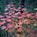 대관령초등학교 이미지