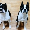 이레네 강아지 이미지