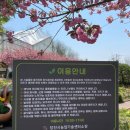 태안군농업기술센터(본소) | [아이랑 당진 여행] 4. 4주 차. 농심테마파크 후기ㅣ겹벚꽃 · 튤립