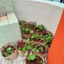 조천초등학교 병설유치원 이미지