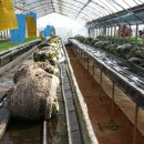 수경 농장 이미지