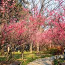 옻골문화공원 | 🌸 [대구 매화 여행] 2026년 봄, 가장 먼저 만나는 분홍빛 설렘: 대구 매화 명소 BEST 5