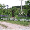 파인트리펜션 이미지