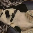 장화신은고양이 이미지