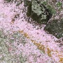 산호다방 이미지