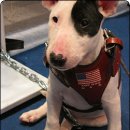 바우와우 이미지