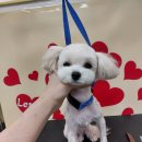 굿데이멍 이미지