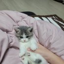 향남메디동물병원 | 향남/영덕동/동탄/경기광주/오산 고양이분양후기에요~!!