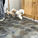 애틋하개 이미지