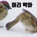 참새방앗간카페 이미지