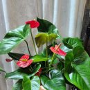 17.중부팬더 이미지