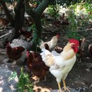 양계장농장 이미지