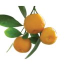 제주 서귀포 쇠소깍 이미지