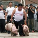 돼지두마리 이미지