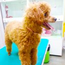 퍼피 투게더 이미지