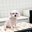 도기그룸 이미지