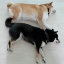 까까줄개 | 오래먹는 반려견 간식 칠면조힘줄 수제간식 | 여시까까 칠면조힘줄 닭가슴말이