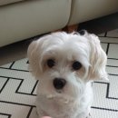 페츠비동물병원 이미지