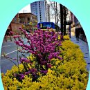 병국 Daum카페