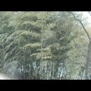 김선일한국화화실 2021 춘설(春雪) 대나무 숲에 눈이 내리네01 이미지