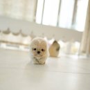 퍼피살롱 이미지