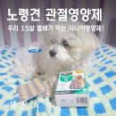 멍's 톡톡 | 말티즈 15살 관절영양제 추천! 벳아이큐조인트케어시니어
