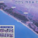 신안짱뚱어