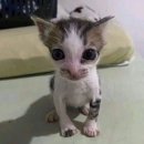 오렌즈사당점 | 도쿄도코? 라이즈 도쿄돔 콘서트 1