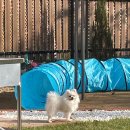 댕댕포레스트 | [전북 완주군 펜션] 댕댕포레스트 재방문 후기/강아지독채펜션