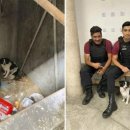 꼬리치는강아지 이미지