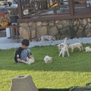 진도개패밀리 이미지