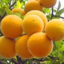 산야초-탱자나무 이미지