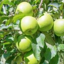 한가위(秋夕명절) 이미지