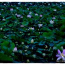 공주공원 이미지