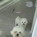 데이멍스 이미지