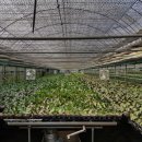 한빛 꽃농원 이미지