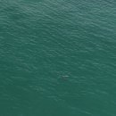 상괭이 지킴이 활동 - 8/1 이미지