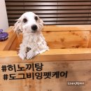 도그샤워 이미지